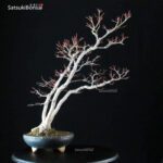 Acero Palmato Yamamomiji VENDUTO - immagine 3