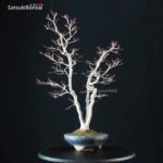 Acero Palmato Yamamomiji VENDUTO - immagine 4