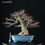 Acero Palmato Arakawa - immagine 5