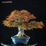 Acero Palmato Arakawa - immagine 12
