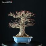 Acero Palmato Arakawa - immagine 8