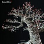 Acero Palmato Arakawa - immagine 9