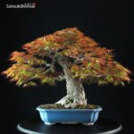 Acero Palmato Arakawa - immagine 11