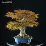 Acero Palmato Arakawa - immagine 14