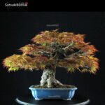Acero Palmato Arakawa - immagine 13