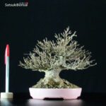 Acer Buergerianum - Kaede VENDUTO - immagine 2