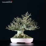 Acer Buergerianum - Kaede VENDUTO