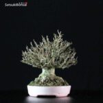 Acer Buergerianum - Kaede VENDUTO - immagine 3