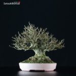 Acer Buergerianum - Kaede VENDUTO - immagine 4