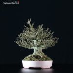 Acer Buergerianum - Kaede VENDUTO - immagine 5