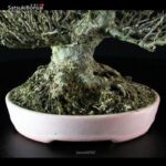 Acer Buergerianum - Kaede VENDUTO - immagine 6