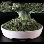 Acer Buergerianum - Kaede VENDUTO - immagine 7