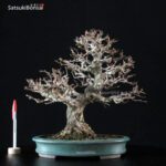 Carpinus Coreana VENDUTO - immagine 7