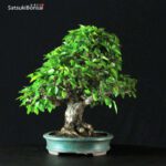 Carpinus Coreana VENDUTO - immagine 8