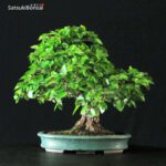 Carpinus Coreana VENDUTO - immagine 10
