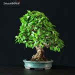Carpinus Coreana VENDUTO - immagine 12