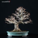 Carpinus Coreana VENDUTO - immagine 5