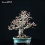 Carpinus Coreana VENDUTO - immagine 9