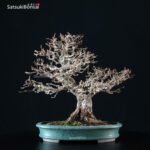 Carpinus Coreana VENDUTO - immagine 11