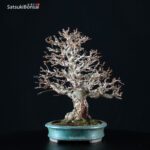 Carpinus Coreana VENDUTO - immagine 13