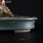 Carpinus Coreana VENDUTO - immagine 15