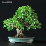 Carpinus Coreana VENDUTO - immagine 6