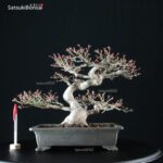 Acero Palmato Ori-Hime VENDUTO