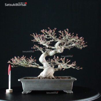 Acero Palmato Ori-Hime VENDUTO