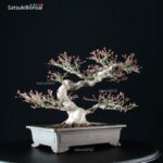 Acero Palmato Ori-Hime VENDUTO - immagine 2