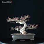 Acero Palmato Ori-Hime VENDUTO - immagine 4