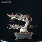 Acero Palmato Ori-Hime VENDUTO - immagine 5