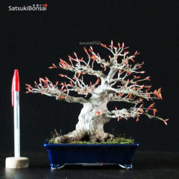 Acero Palmato Yamamomiji VENDUTO