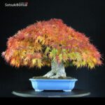 Acero Palmato Arakawa