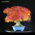 Acero Palmato Arakawa - immagine 2