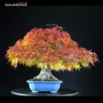 Acero Palmato Arakawa - immagine 4
