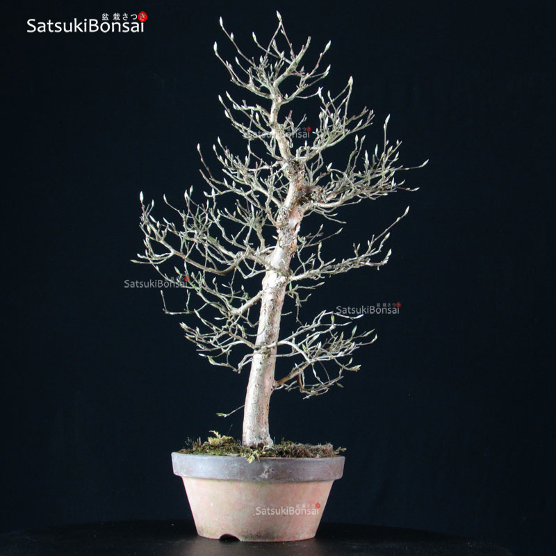 3591 4-stewartia-monadelpha - Satsukibonsai