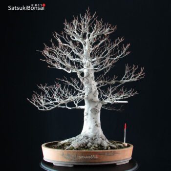 Fagus Crenata - Faggio VENDUTO