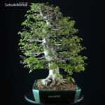 Fagus Crenata - Faggio - Buna - immagine 4