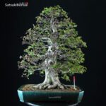 Fagus Crenata - Faggio - Buna