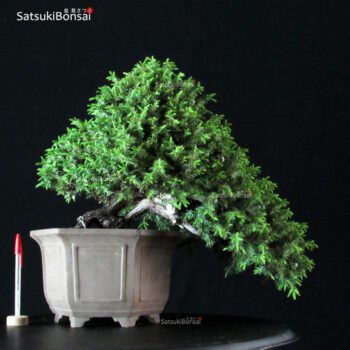 Juniperus Rigida var. Yatsubusa- Tosho VENDUTO