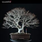 Fagus Crenata - Faggio - Buna - immagine 3