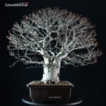 Fagus Crenata - Faggio - Buna - immagine 2