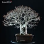 Fagus Crenata - Faggio - Buna - immagine 4