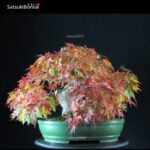 Acero Palmato Yamamomiji - immagine 3