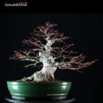 Acero Palmato Yamamomiji - immagine 6