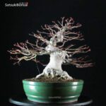 Acero Palmato Yamamomiji - immagine 7