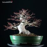 Acero Palmato Yamamomiji - immagine 8