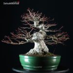 Acero Palmato Yamamomiji - immagine 9