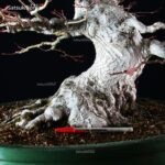 Acero Palmato Yamamomiji - immagine 10