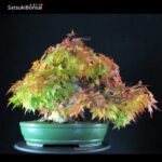 Acero Palmato Yamamomiji